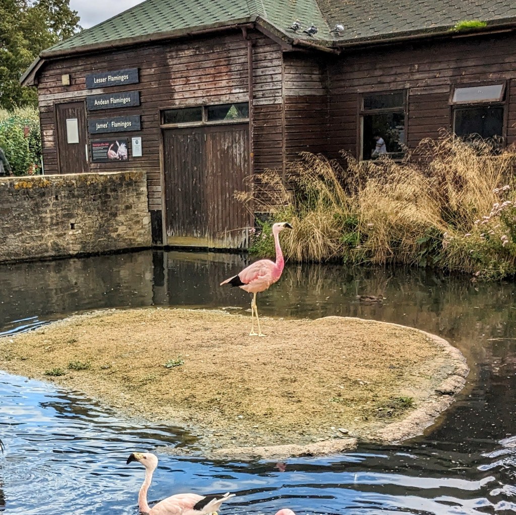WWT Slimbridge Wetland&nbsp;Centre